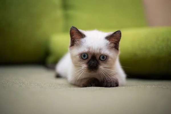 Gatinho Escocês Britânico Gato Birma Munchkin Animais — Fotografia de Stock