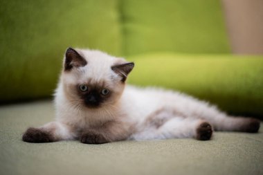 Kedi yavrusu İskoç İngiliz kedisi Burma cüce hayvanlar