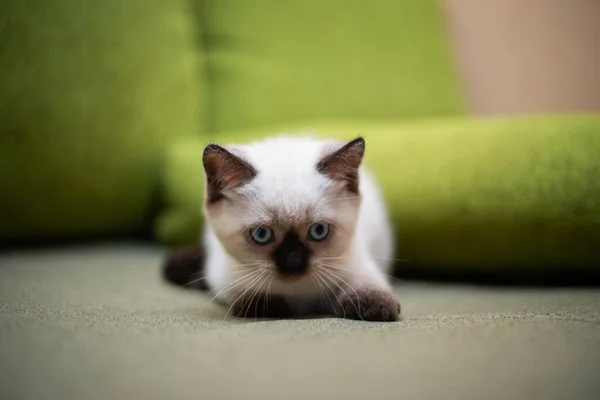 Kitten Scottish British Cat Burma Munchkin Animals — Stock Photo, Image