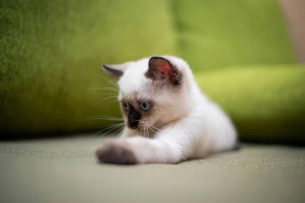 Gatinho Escocês Britânico Gato Birma Munchkin Animais — Fotografia de Stock