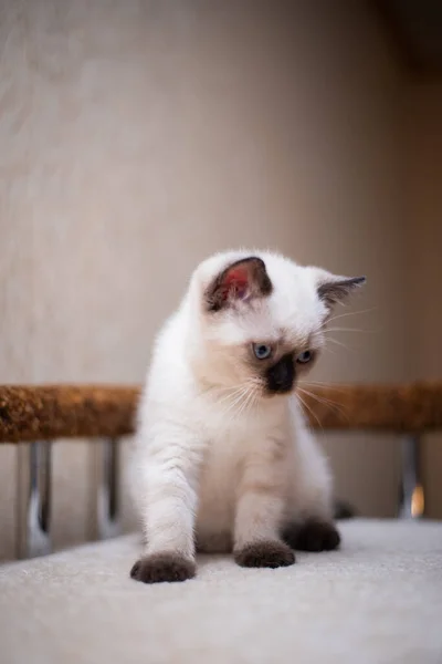 Gattino Scozzese Britannico Gatto Birmania Munchkin Animali — Foto Stock