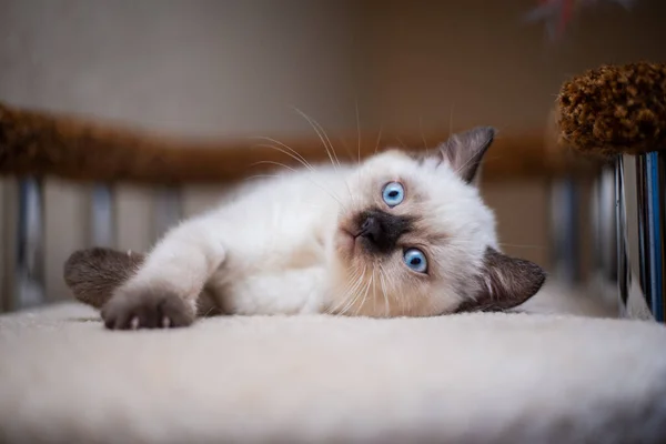 Gatinho Escocês Britânico Gato Birma Munchkin Animais — Fotografia de Stock