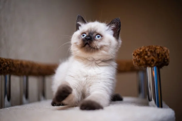 Kätzchen Schottische Britische Katze Burma Munchkin Tiere — Stockfoto