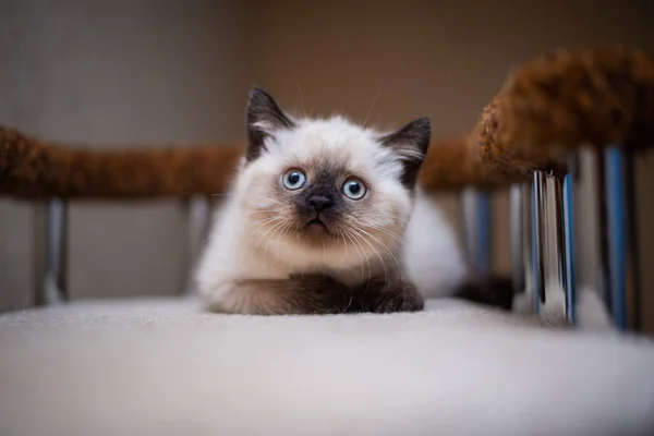 Gatinho Escocês Britânico Gato Birma Munchkin Animais — Fotografia de Stock