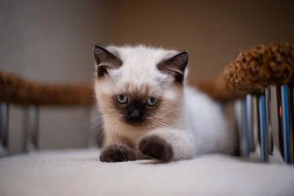 Kattunge Skotsk Brittisk Katt Burma Munchkin Djur — Stockfoto