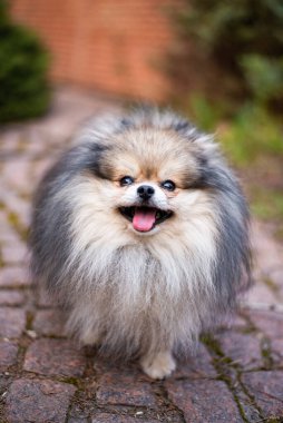 Köpek yavrusu köpek yavrusu Yorkshire Teriyeri Chihuahua tımarlıyor.