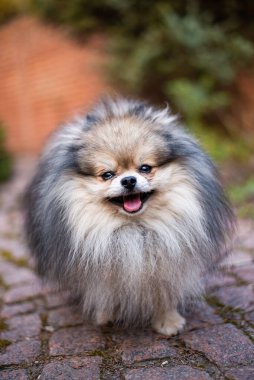 Köpek yavrusu köpek yavrusu Yorkshire Teriyeri Chihuahua tımarlıyor.