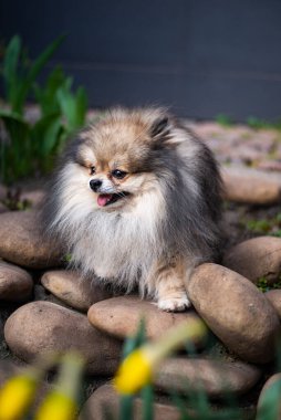 Köpek yavrusu köpek yavrusu Yorkshire Teriyeri Chihuahua tımarlıyor.