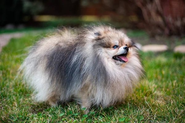 Cachorro Spitz Perro Mascota Yorkshire Terrier Chihuahua Aseo — Foto de Stock