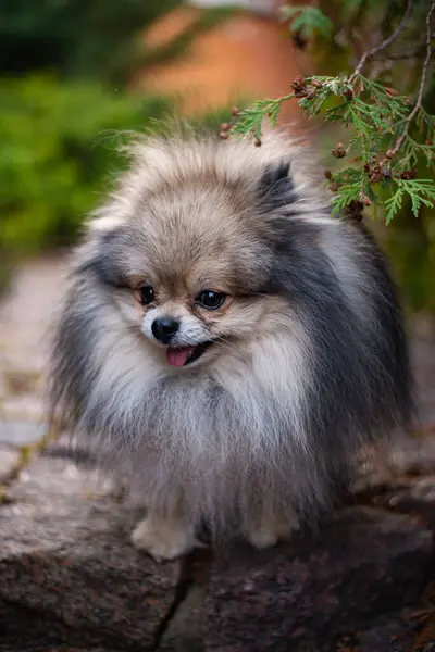 Štěně Spitz Pes Mazlíček Yorkshire Teriér Chihuahua Péče — Stock fotografie