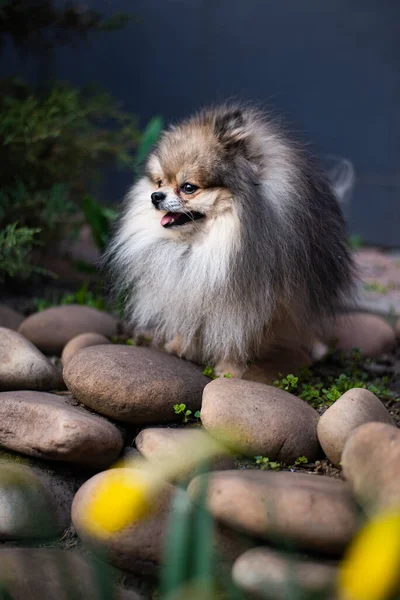 Welpe Spitz Dog Pet Yorkshire Terrier Chihuahua Pflege — Stockfoto