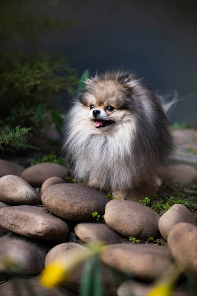 子犬スピッツ犬ペットヨークシャーテリアChihuahuaグルーミング — ストック写真