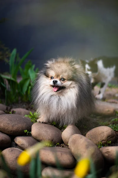 Cachorro Spitz Cão Pet Yorkshire Terrier Chihuahua Grooming — Fotografia de Stock