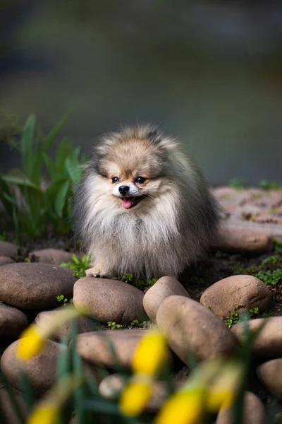 Valp Spitz Hund Sällskapsdjur Yorkshire Terrier Chihuahua Grooming — Stockfoto