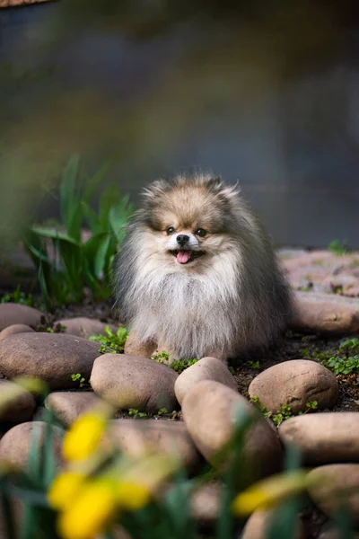 Puppy Spitz Dog Pet Yorkshire Terrier Chihuahua Grooming — Stock Photo, Image