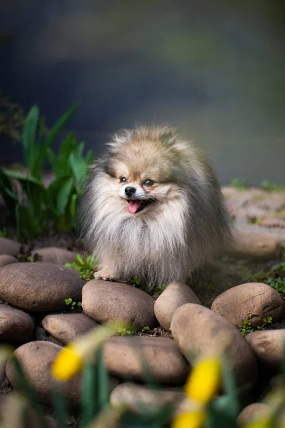 Kiskutya Spitz Kutya Kisállat Yorkshire Terrier Chihuahua Ápolás — Stock Fotó