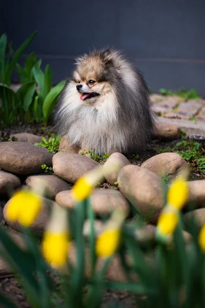 子犬スピッツ犬ペットヨークシャーテリアChihuahuaグルーミング — ストック写真