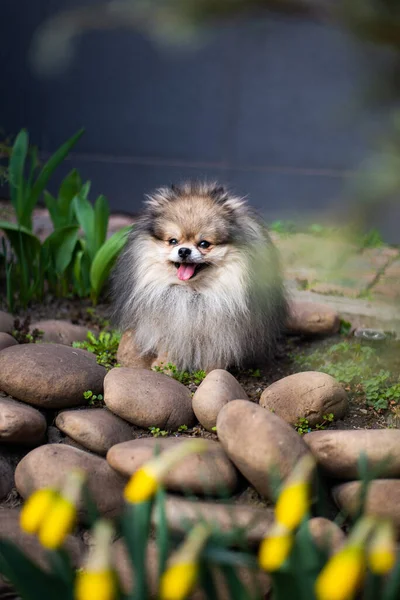 子犬スピッツ犬ペットヨークシャーテリアChihuahuaグルーミング — ストック写真