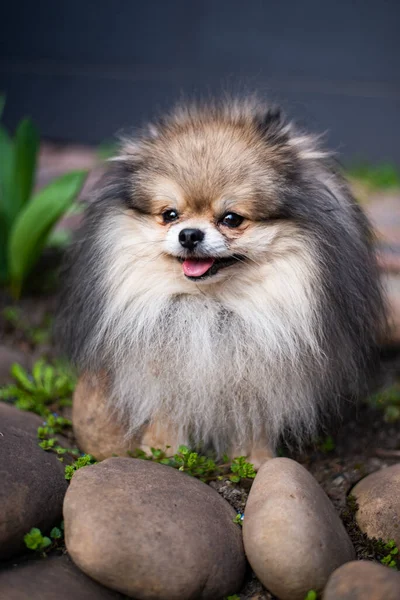 Cachorro Spitz Cão Pet Yorkshire Terrier Chihuahua Grooming — Fotografia de Stock