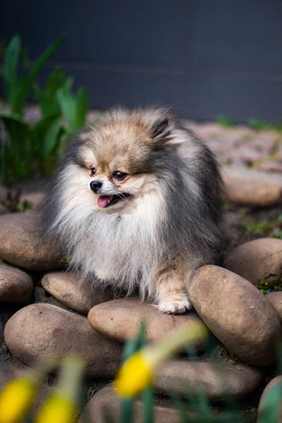 Cachorro Spitz Perro Mascota Yorkshire Terrier Chihuahua Aseo — Foto de Stock