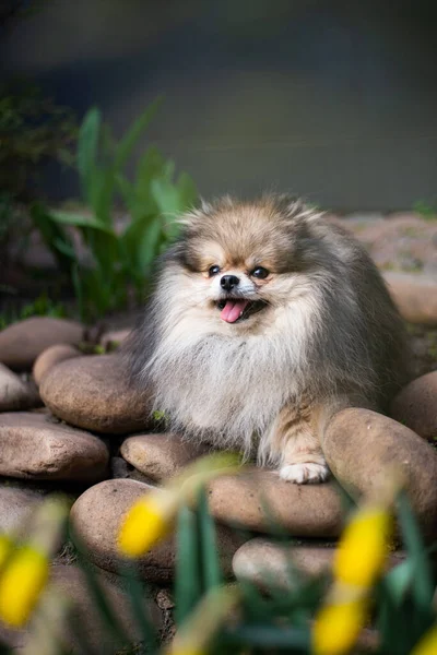 Cachorro Spitz Perro Mascota Yorkshire Terrier Chihuahua Aseo — Foto de Stock