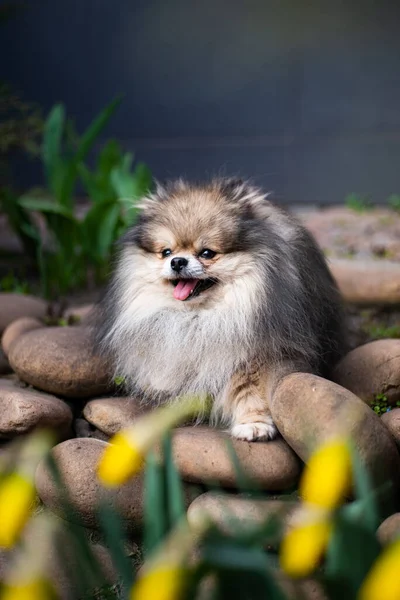 Cachorro Spitz Cão Pet Yorkshire Terrier Chihuahua Grooming — Fotografia de Stock