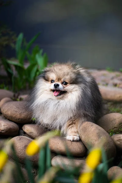 Welpe Spitz Dog Pet Yorkshire Terrier Chihuahua Pflege — Stockfoto