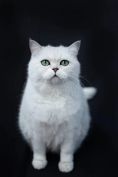 Koťátko Skotská Britská Kočka Barma Munchkin Zvířata — Stock fotografie