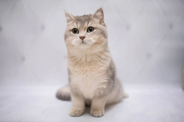 Gatito Escoces Gato Britanico Birmania Munchkin Animales Gato Gatito Animal Mascota Lindo Blanco Felino Domestico Gatito Esponjoso Sentado Persa Mamifero Hermoso Retrato Britanico Escoces Birmania Munchkin Animales Gatos Aseo Gatito Escoces Gato Britanico Birmania Munchkin Animales Gato Gatito Animal Mascota Lindo Blanco Felino Domestico Gatito Esponjoso Sentado Persa Mamifero Hermoso Retrato Britanico Escoces Birmania Munchkin Animales Gatos Aseo