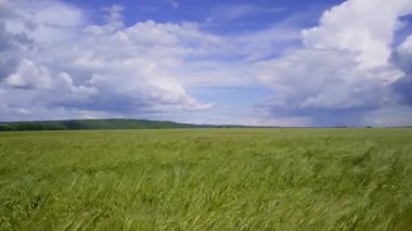 Güzel manzara, rüzgarda sallanan Mısır kulakları dron görüntüleri