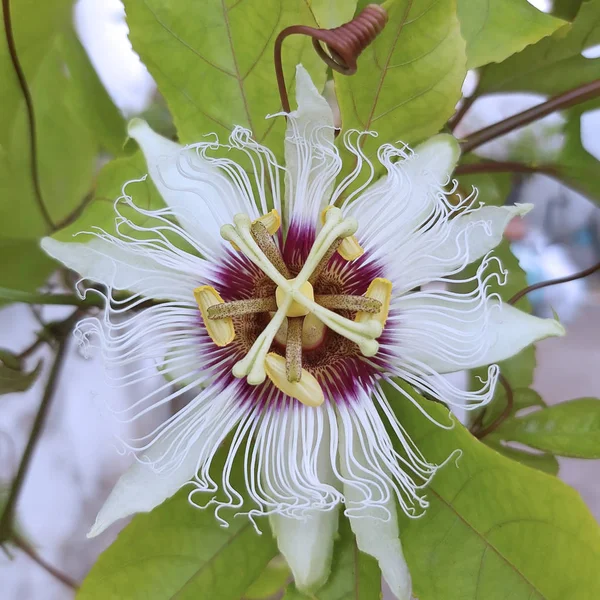 美しいオープンパッションフルーツの花 — ストック写真