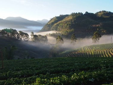 Misty, çay plantasyon