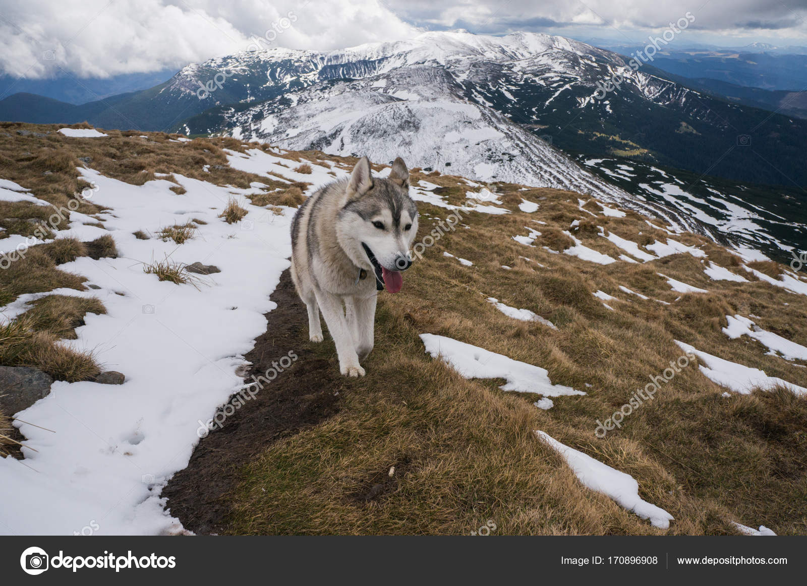Loup De Montagne Images Libres De Droit Photos De Loup De Montagne Depositphotos