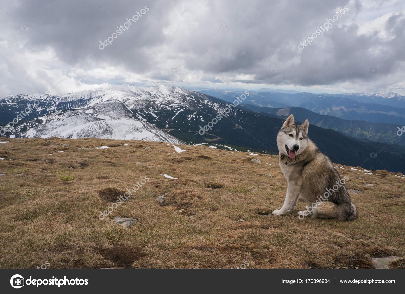 Loup De Montagne Images Libres De Droit Photos De Loup De Montagne Depositphotos
