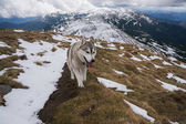 husky dog in snowy mountains  