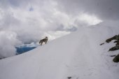 pes v zasněžených horách