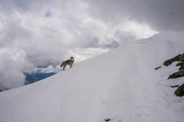 köpek karlı dağlarda