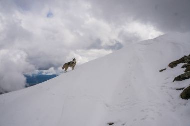 Dog in snowy mountains clipart