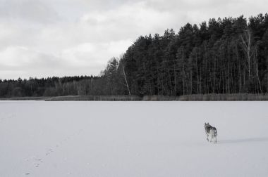 Köpek.