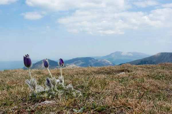 Bahar çiçekleri dağlarda — Stok fotoğraf