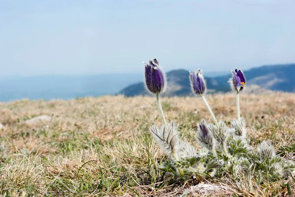 Flores de primavera — Foto de Stock