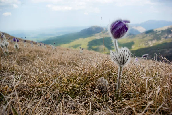 Fleur de printemps — Photo