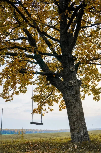 Balançar pendurado na árvore — Fotografia de Stock