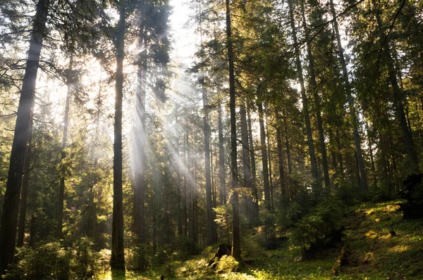 Bosque — Foto de Stock