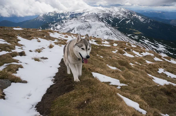 husky dog in snowy mountains  