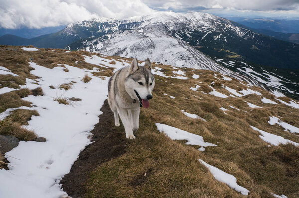 собака хаски в заснеженных горах
  