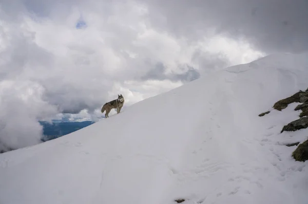 Dog in snowy mountains