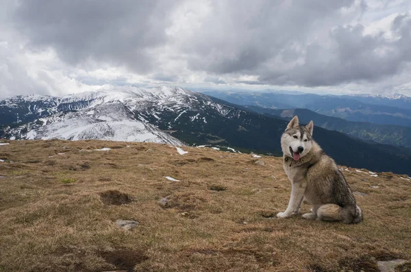 Cão Husky — Fotografia de Stock