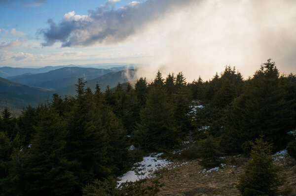 лес и облачное небо
 