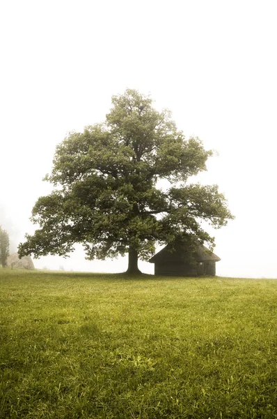 house under big tree